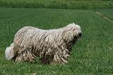 KOMONDOR 015